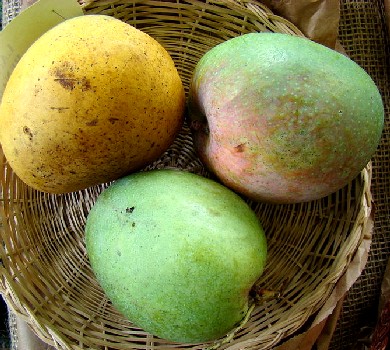Indian Mango Cultivar
